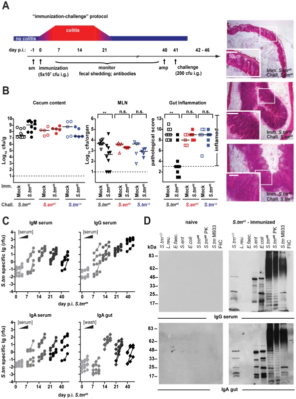 <i>S. tm</i><sup>att</sup> induces O-antigen specific mucosal protection.
