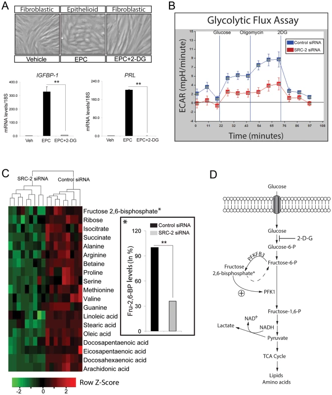 SRC-2 dependent acceleration of the glycolytic flux is required for hESC decidualization.