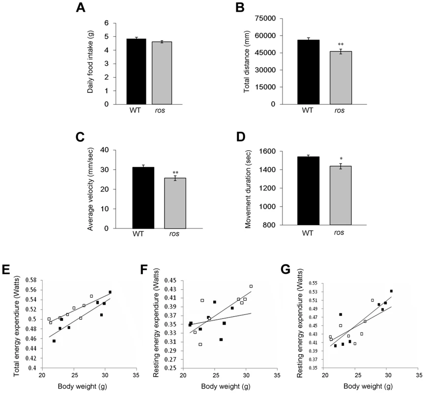 Food intake, spontaneous locomotor activity and total and resting energy expenditure.