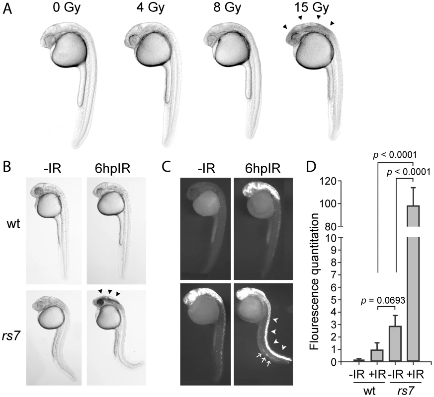 Identification of <i>radiosensitizing mutation #7</i>.