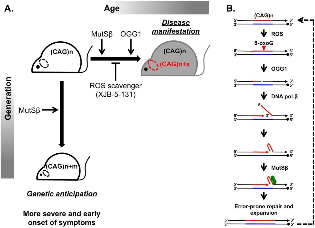 Inhibiting somatic expansions delays onset of disease in a Huntington mouse model.