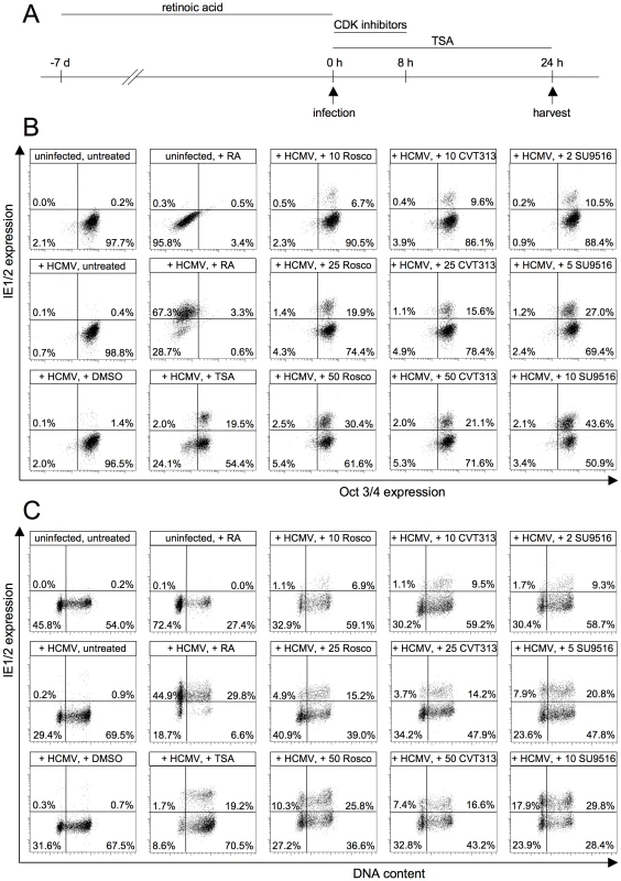 CDK inhibition relieves the block of MIE gene expression in undifferentiated NT2 cells.