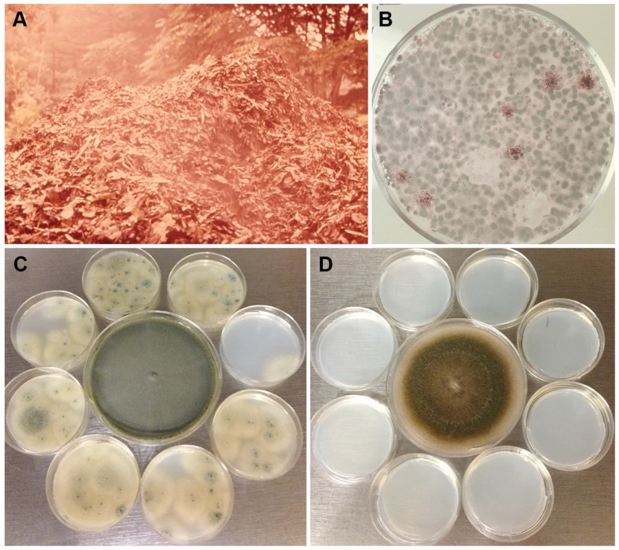 Dispersibility of <i>A. fumigatus</i> conidia.