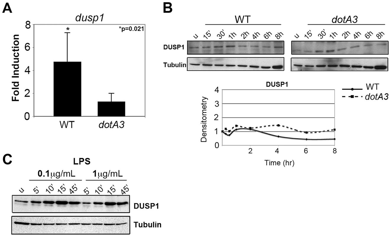 <i>L. pneumophila</i> translation inhibitors induce a frustrated MAPK response.