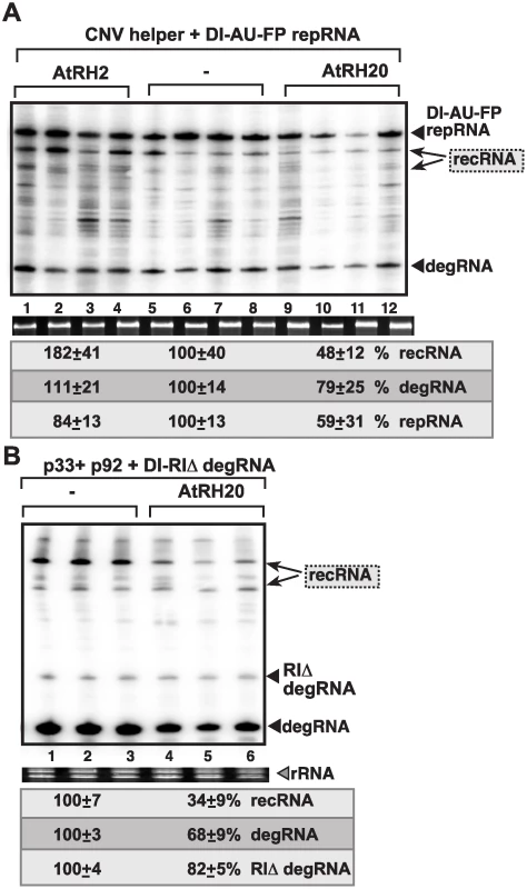 Opposite effects of subverted cellular DEAD-box helicases on TBSV recombination in plants.