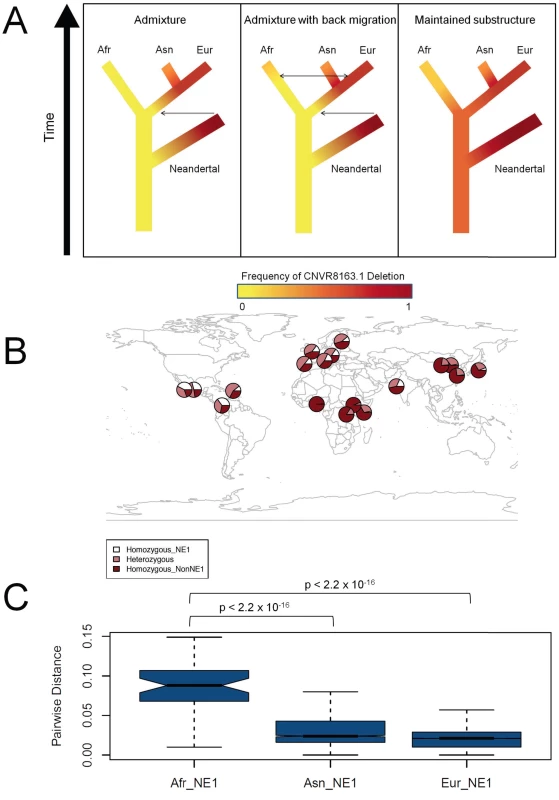 Ancient African origins of the NE1 haplogroup.