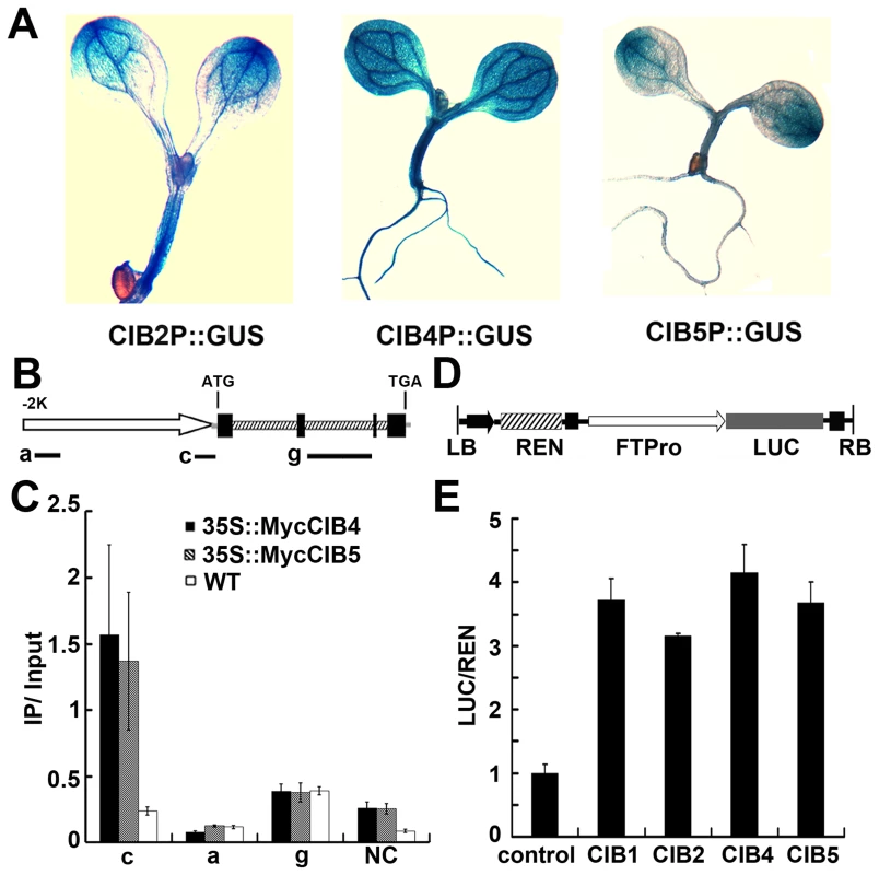 ChIP-qPCR showing interaction of CIB4 and CIB5 with chromatin regions of the <i>FT</i> gene.
