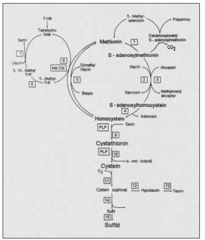 Metabolické schéma přeměny methioninu; reakce č. 5 představuje složitý enzymový systém methionin syntházy a její reduktázy.Reakce č. 9 je katalyzována cystathionin-beta-syntázou (CBS). Reakce č. 8 označuje metylentetrahydrofolát reduktázu (MTHFR).