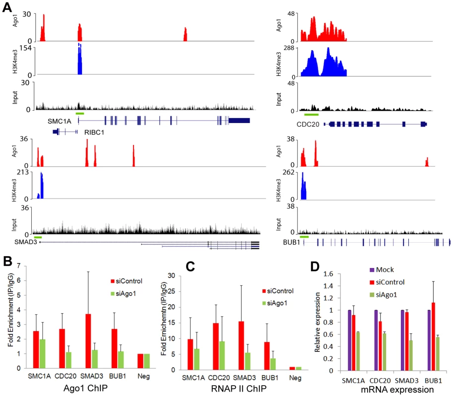 Ago1 knockdown reduces occupancy of Ago1 and RNAP II at gene promoters and downregulates gene expression.