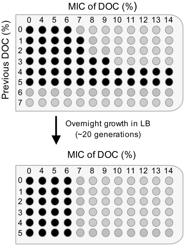 Minimal inhibitory concentrations (MICs) of sodium deoxycholate (DOC) for <i>Salmonella</i> cultures pre-exposed to various concentrations of DOC, and MICs for the same cultures after overnight growth in LB.