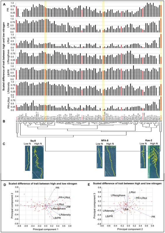 Changes in root traits among natural variants in two different nitrogen environments.