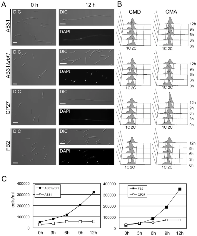 <i>rbf1</i> is required and sufficient for <i>b</i>-dependent filamentation and G2 cell cycle arrest.