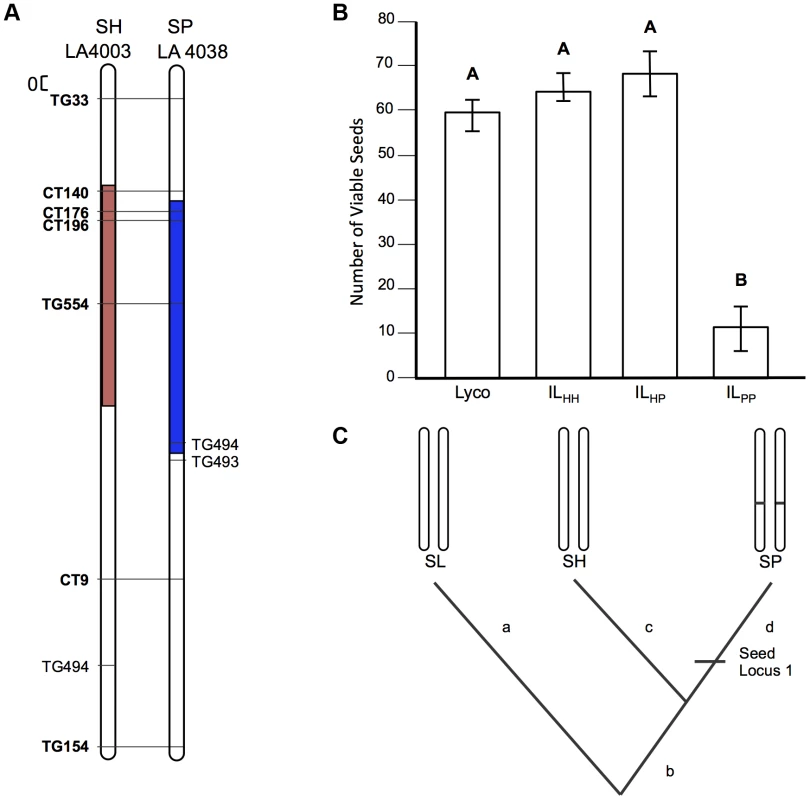 Test of allelism at seed sterility locus <i>sss2.1</i>.