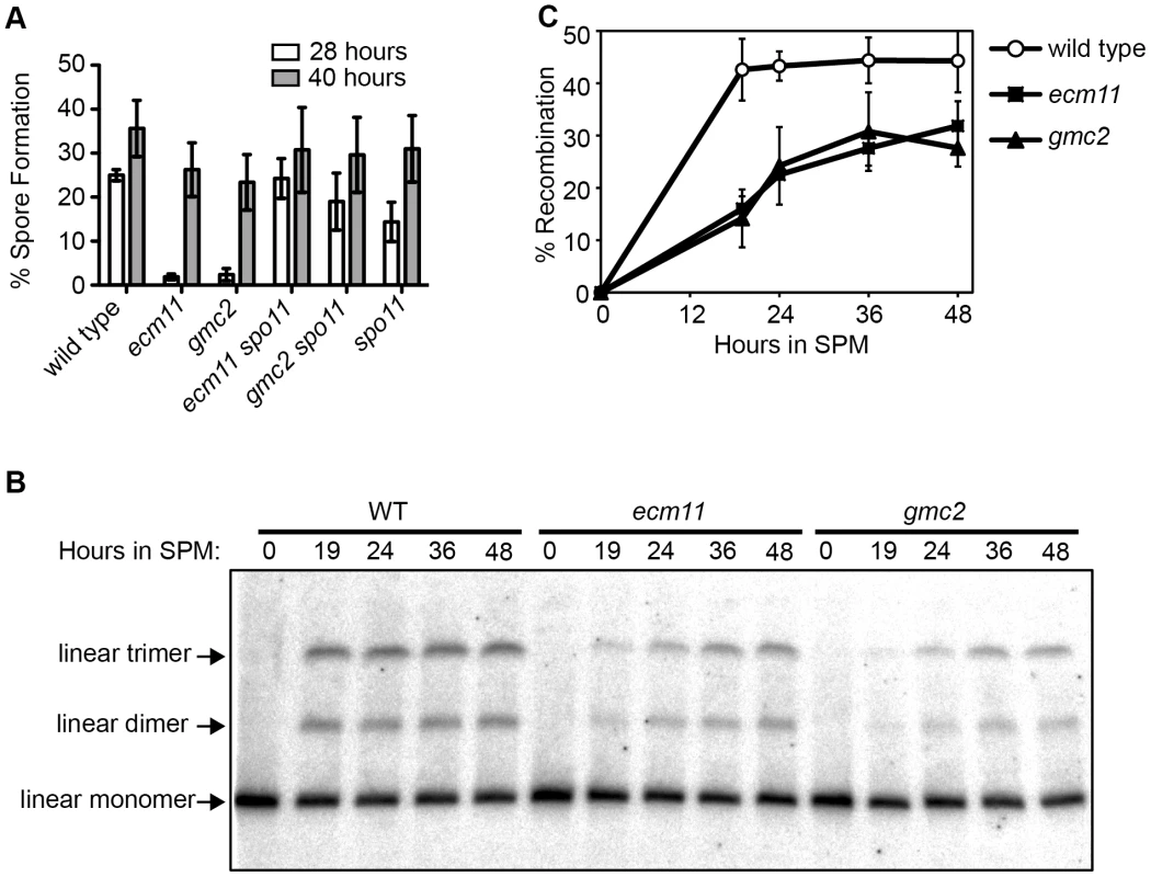 Ecm11 and Gmc2 are required for efficient meiotic crossing over.
