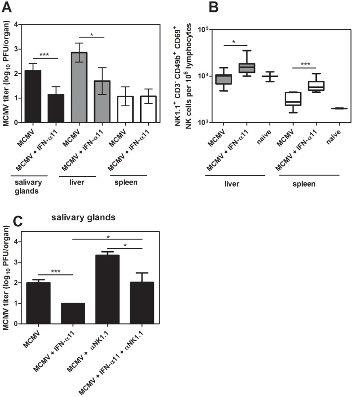 Treatment with IFN-α11 during acute MCMV infection.
