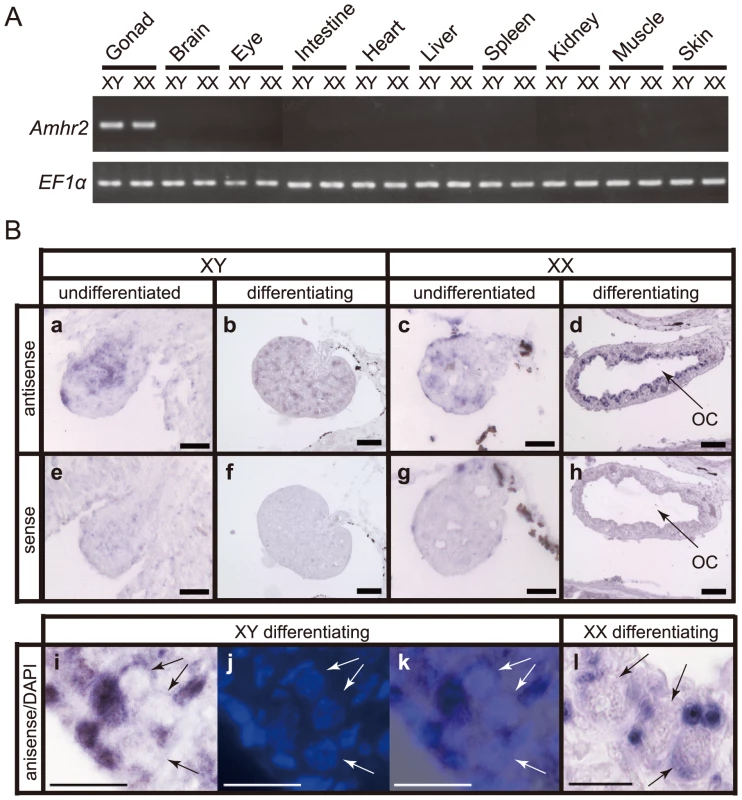 Expression pattern of <i>Amhr2</i> in fugu.