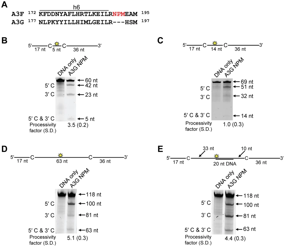 Decreased processivity of A3G NPM was attributable to changes in sliding, but not jumping movements.