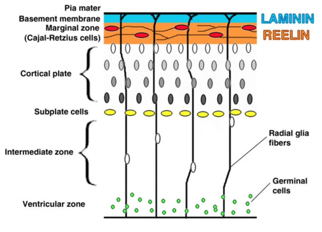 Kortikální neuronální migrace. (Pearson BJ, Doe CQ. Annual Review of Cell and Developmental Biology 2004; Vol. 20: 619–647).