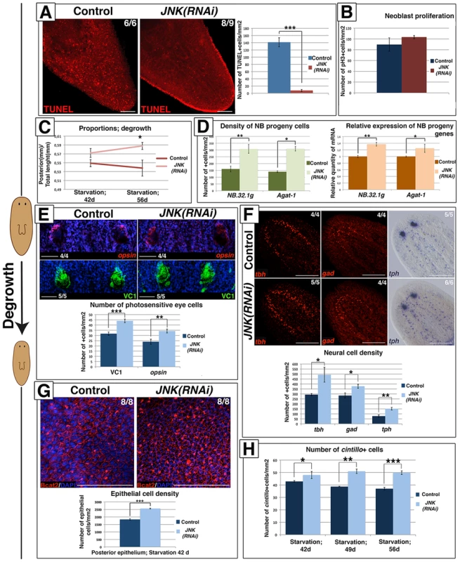JNK-dependent apoptosis is required for proper remodeling during degrowth.