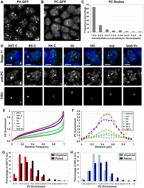 PC enrichments within PC bodies depend on the length of genomic domains coated by PC.