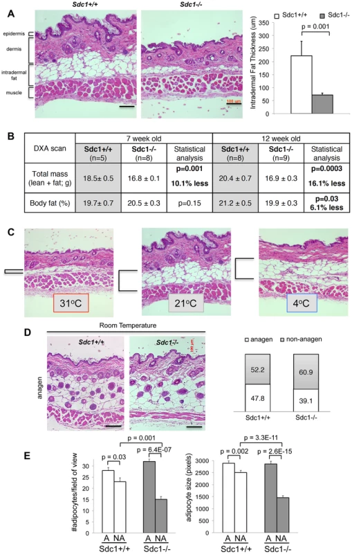 <i>Sdc1−/−</i> mice have thinner intradermal fat.
