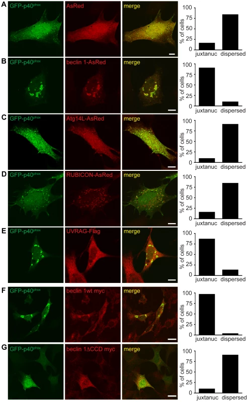 Failure of endosome formation in <i>Becn1</i> deficient MEFs is rescued by forced UVRAG expression and requires beclin 1-UVRAG interaction through beclin 1's CC domain.