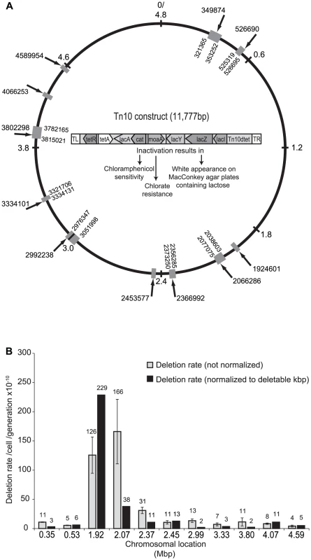 Chromosomal locations of the Tn<i>10</i> construct and deletion rates.