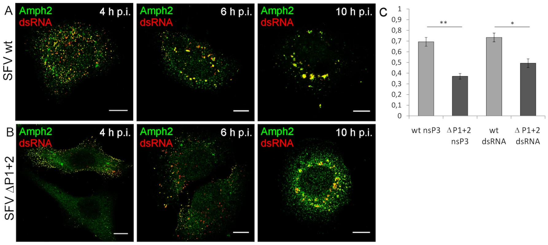 Deletion of the SH3 binding motif impairs amphiphysin-2 recruitment to RCs, and delays CPV formation.