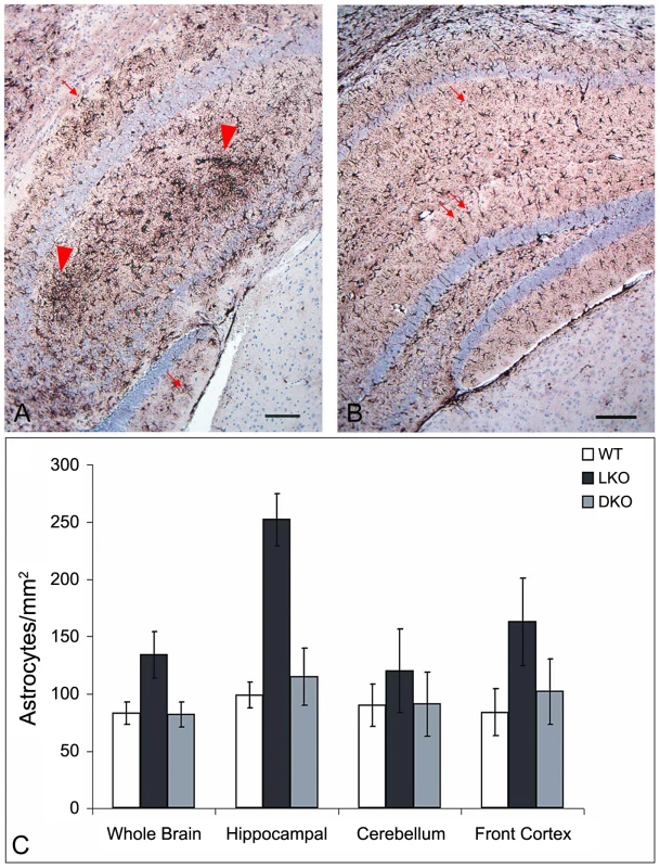 Gliosis in LKO mice.