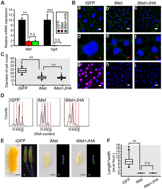 Effects of <i>Met</i> RNAi on DNA replication and vitellogenesis.