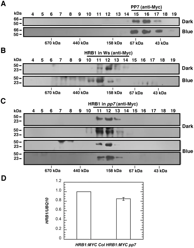 PP7 affects the assembly of a functional HRB1 protein complex.