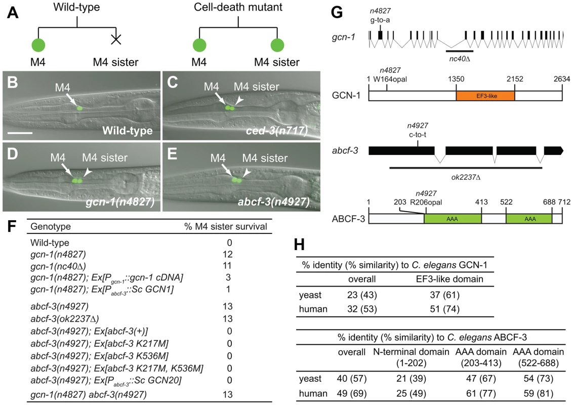 <i>gcn-1(n4827)</i> and <i>abcf-3(n4927)</i> cause a defect in M4 sister cell death.