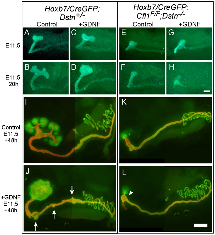 Exogenous GDNF is unable to rescue the ureteric bud branching defect, or induce ectopic budding from Wolffian duct, in <i>Cfl1;Dstn</i> double mutants.