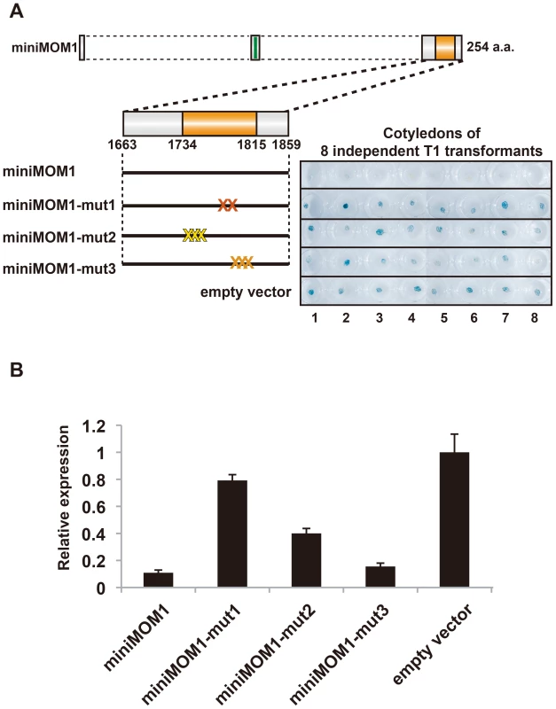 Multimerization of CMM2 domains are crucial for TGS activity.