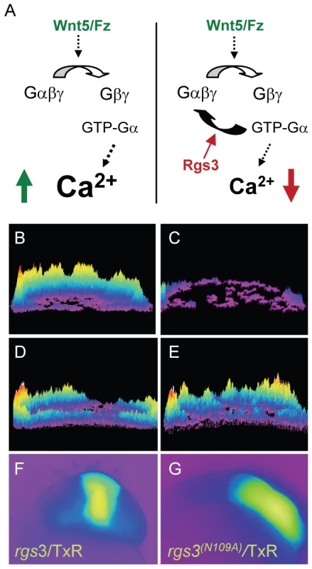 <i>rgs3</i> inhibits <i>wnt5b-</i>induced Ca<sup>2+</sup> dynamics.