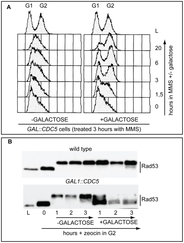 Overproduction of Cdc5 overrides the DNA replication and DNA damage checkpoints.