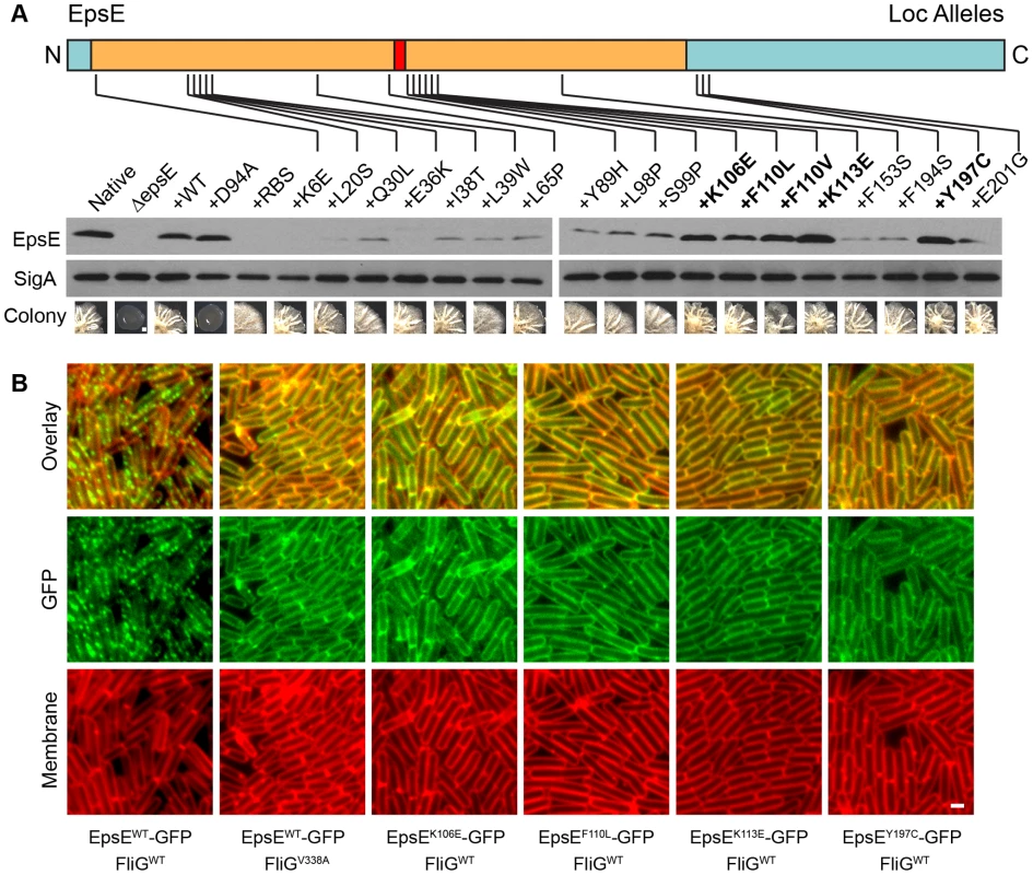 Point mutations in EpsE that abolish clutch function.