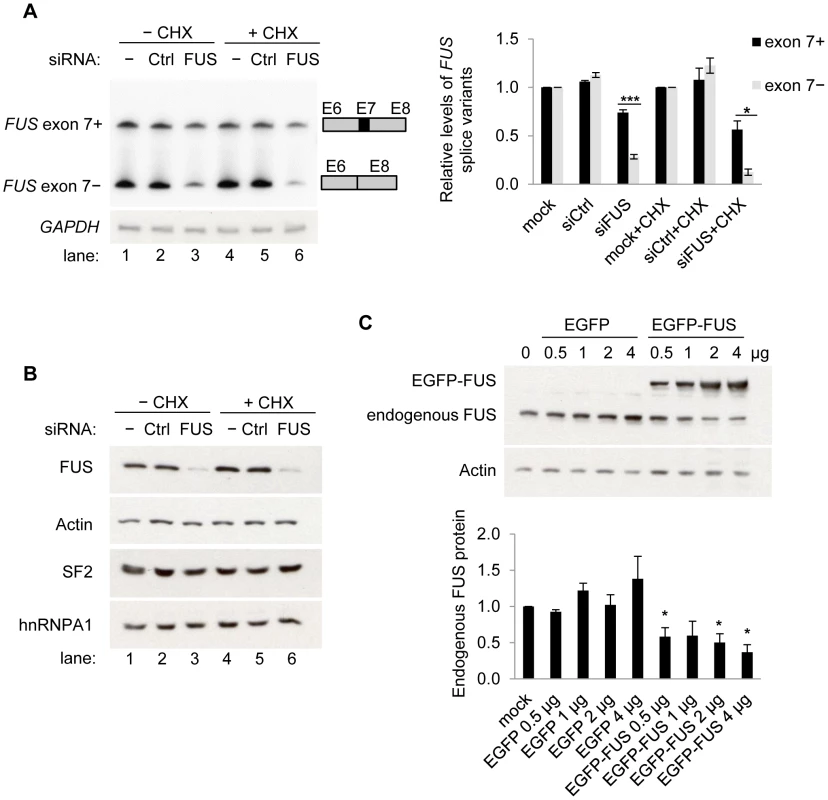 FUS represses exon 7 of the endogenous <i>FUS</i> pre-mRNA and autoregulates its own protein levels.