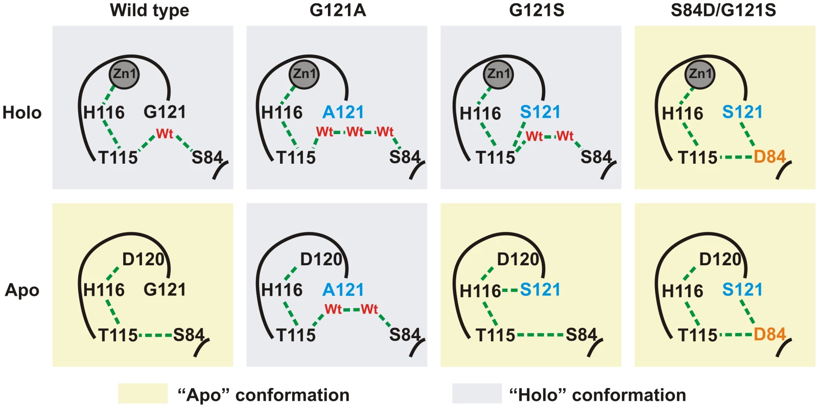 Simplified scheme of the H-bridge interaction network present in the different variants of SPM-1 under study.