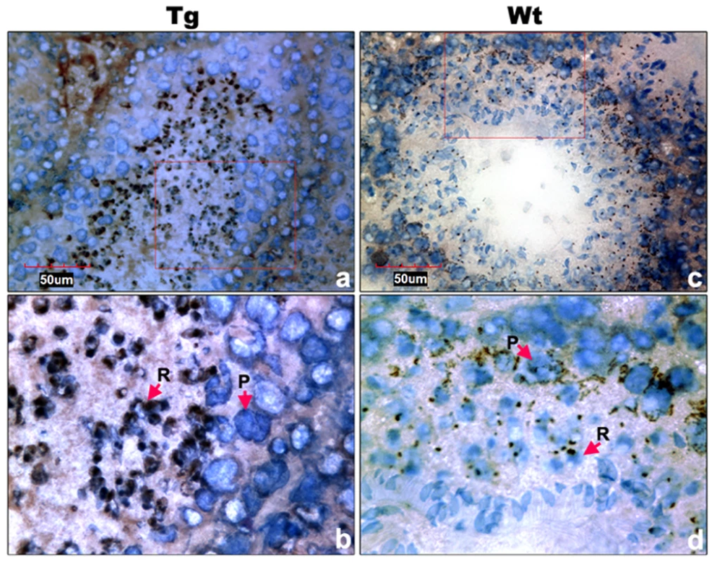 Cell types of Miwi-EGFP expression in transgenic mouse testis.