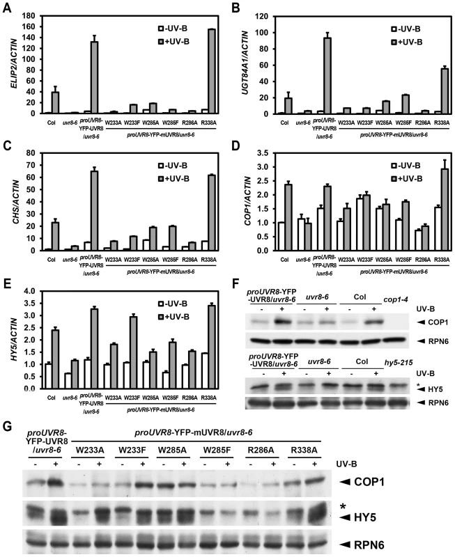 UVR8 mutations lead to abnormal UV-B-responsive gene expression.
