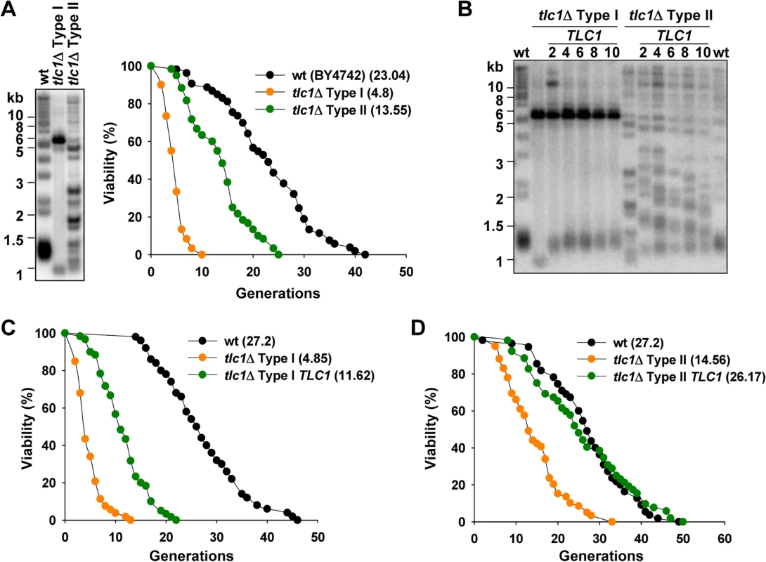 Inactivation of telomerase accelerates yeast replicative aging, and reintroduction of telomerase recovers lifespan.