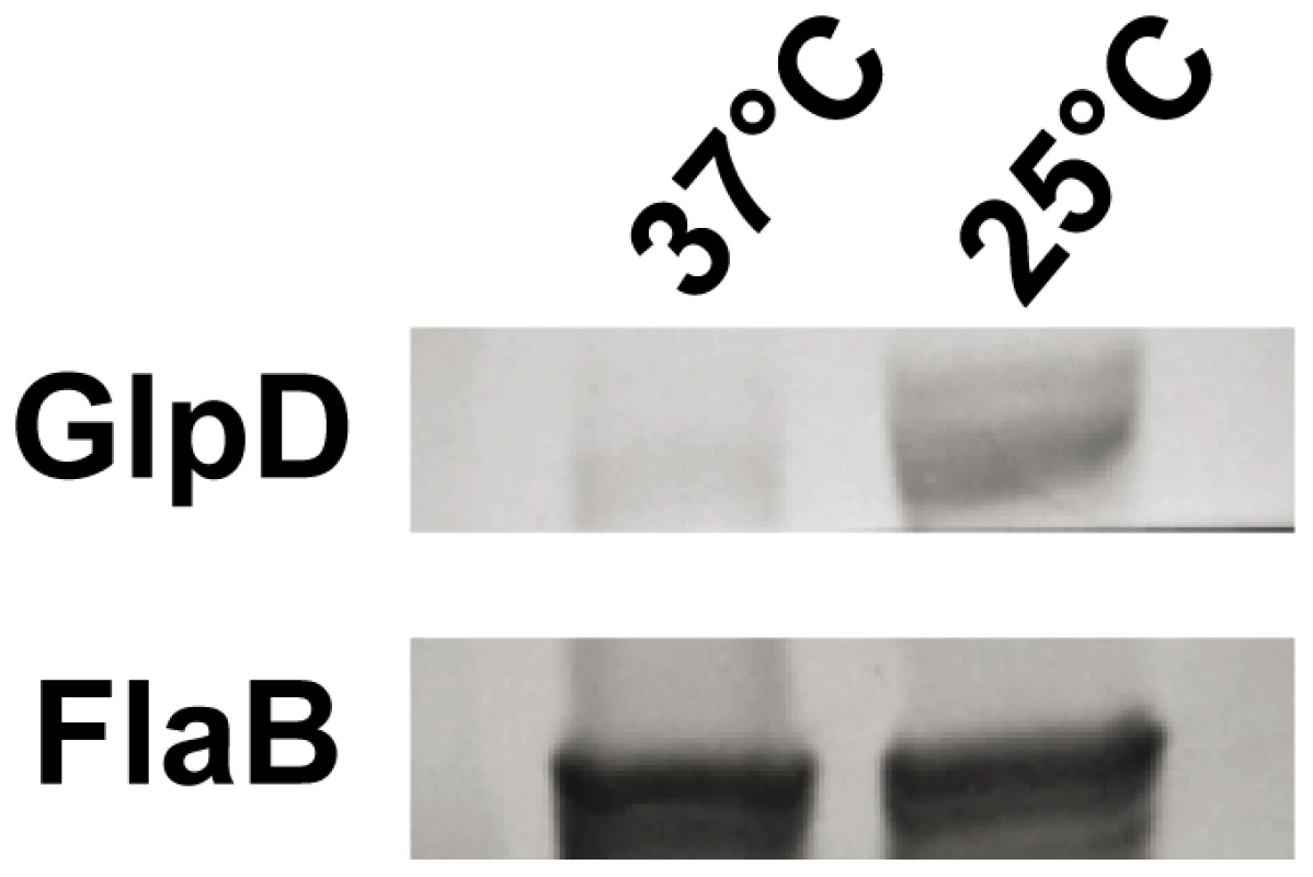 <i>B. burgdorferi</i> GlpD expression is temperature dependent.