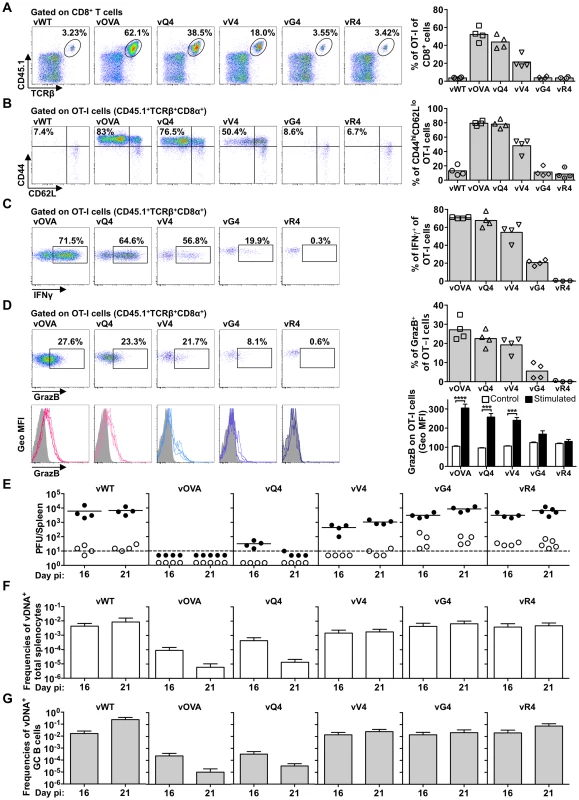 Suboptimal CTL functional avidity still allows control of virus-driven lymphoproliferation.
