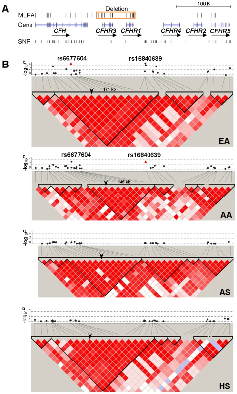 Allelic association of SNPs in the <i>CFH-CFHRs</i> region with SLE and their LD patterns.