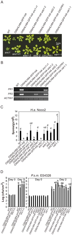 Epistasis analysis between <i>OXbHLH84-GFP-HA</i> and <i>snc1-r1</i>, <i>eds1-2</i>, <i>sid2-2</i>, <i>OXCPR1</i>, and <i>ndr1-1</i>.