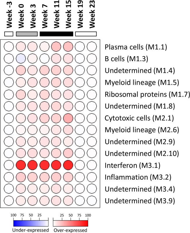 Modular analysis of intrahepatic transcriptional signatures in the wIFN-α treatment group.
