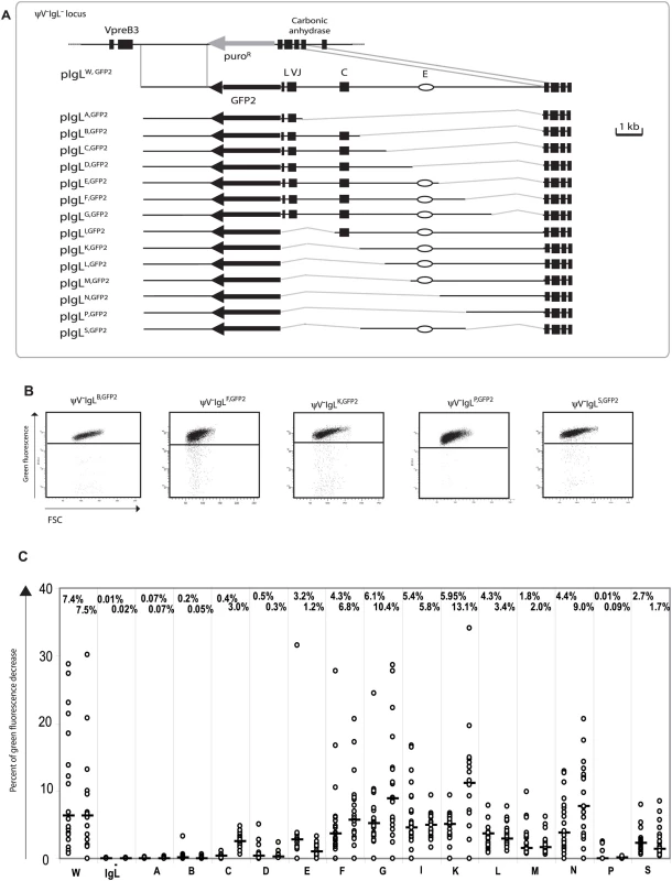 Analysis of the ‘<i>W</i>’ fragment deletion series.