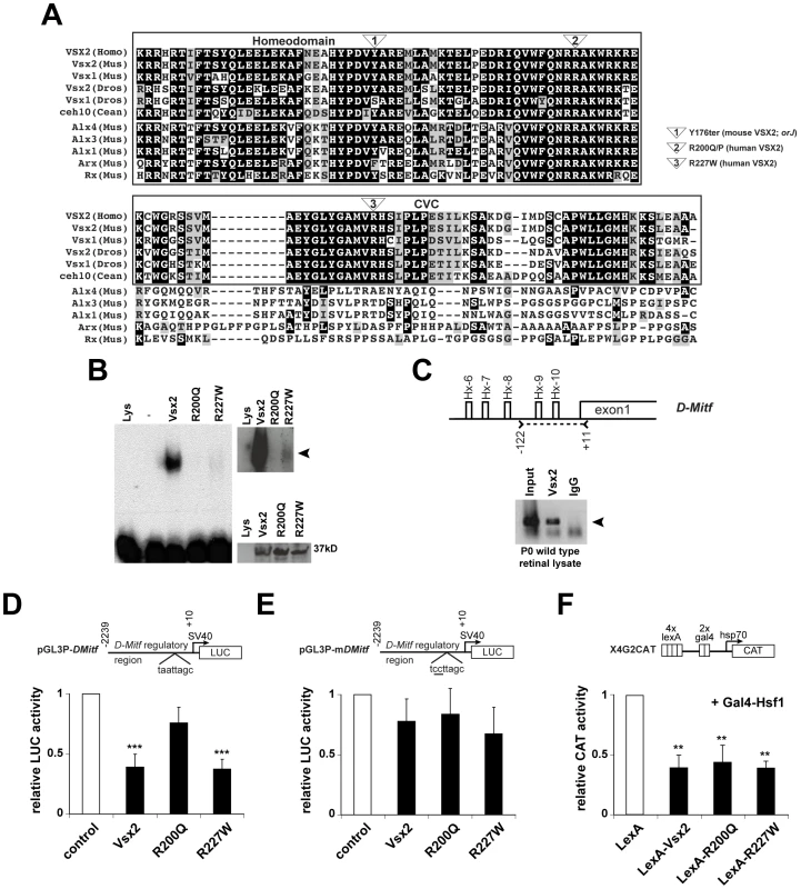 DNA binding and transcriptional activities of VSX2 and the VSX2<sup>[R200Q]</sup> and VSX2<sup>[R227W]</sup> variants.