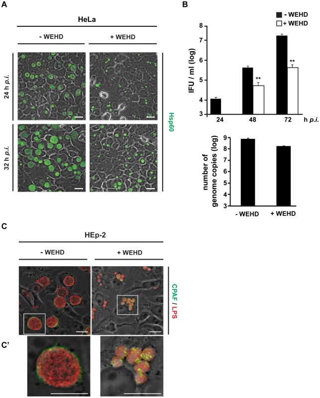 WEHD-fmk inhibits chlamydial growth.